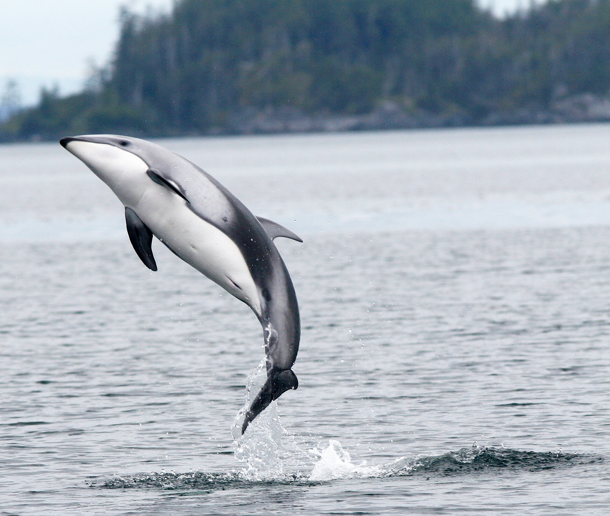 Jumping dolphin